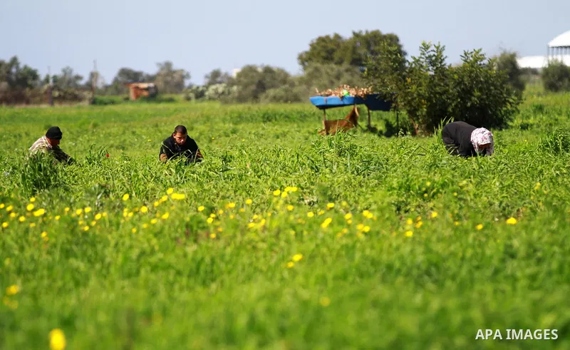 A Palestinian farmer works at his field while An Israeli drill works near the Israeli side of border with the southern Gaza Strip trying to discover tunnels on February 11, 2016. Photo by Yasser Qudih