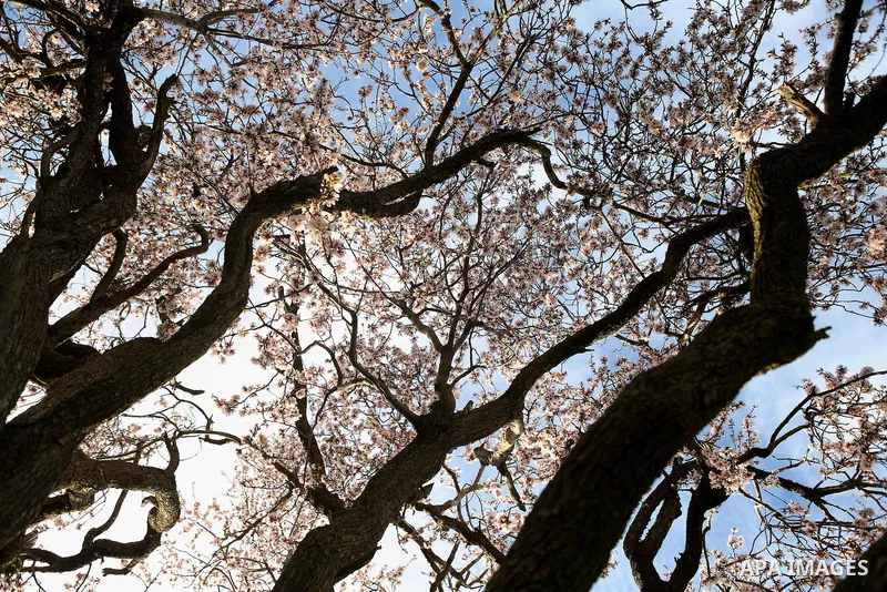 Almond flowers are seen bloom in the West Bank city of Ramallah, on February 23, 2016. Photo by Shadi Hatem
