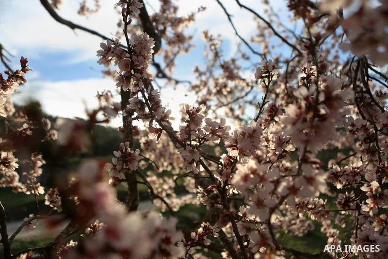 Almond flowers are seen bloom in the West Bank city of Ramallah, on February 23, 2016. Photo by Shadi Hatem
