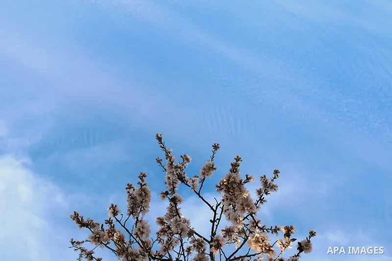 Almond flowers are seen bloom in the West Bank city of Ramallah, on February 23, 2016. Photo by Shadi Hatem