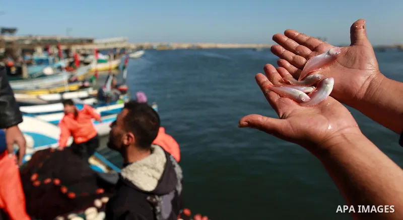 Palestinian fishermen collect fish from their nets at Gaza's seaport of Gaza City, on March 5, 2016. Photo by Yasser Qudih