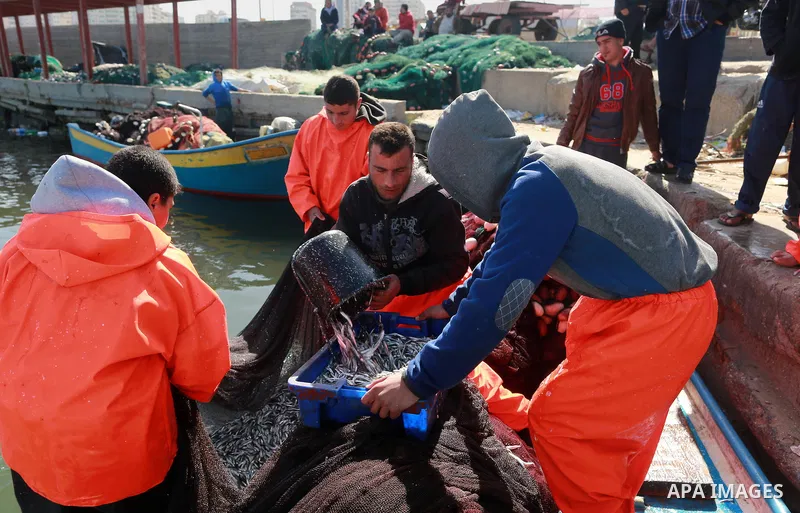 Palestinian fishermen collect fish from their nets at Gaza's seaport of Gaza City, on March 5, 2016. Photo by Yasser Qudih