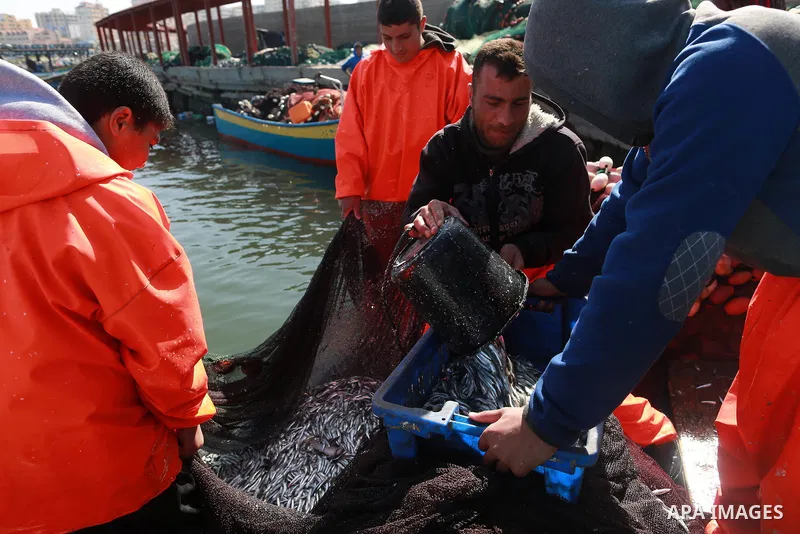 Palestinian fishermen collect fish from their nets at Gaza's seaport of Gaza City, on March 5, 2016. Photo by Yasser Qudih