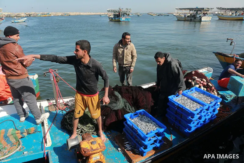 Palestinian fishermen collect fish from their nets at Gaza's seaport of Gaza City, on March 5, 2016. Photo by Yasser Qudih
