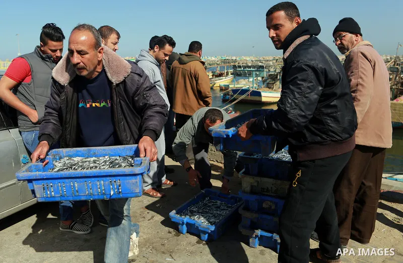 Palestinian fishermen collect fish from their nets at Gaza's seaport of Gaza City, on March 5, 2016. Photo by Yasser Qudih