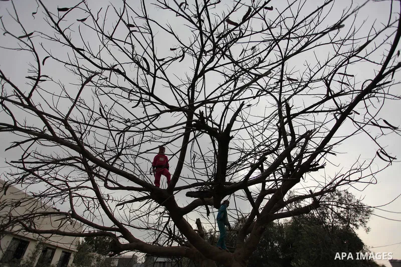 Palestinian girls climb up a tree during the funeral of Israa Abu Khussa, 6, on March 12, 2016 in Beit Lahiya in the north of the Gaza strip. Israeli planes struck the bases of the Hamas group's military wing, the Ezzedi...