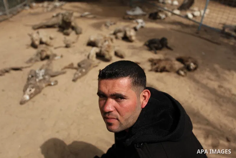 Palestinian Mohammad Oweida, a zoo owner, shows stuffed animals that died during the 2014 war, in Khan Younis in the southern Gaza Strip March 14, 2016. Photo by Ashraf Amra