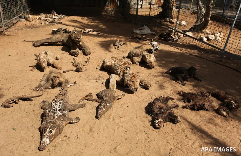 Stuffed animals, that died during the 2014 war, are on display at a zoo, in Khan Younis in the southern Gaza Strip March 14, 2016. Photo by Ashraf Amra