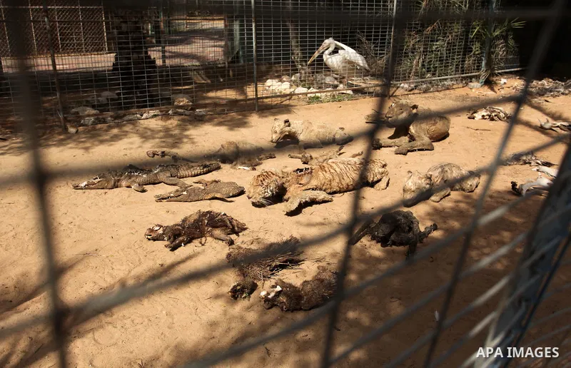 Stuffed animals, that died during the 2014 war, are on display at a zoo, in Khan Younis in the southern Gaza Strip March 14, 2016. Photo by Ashraf Amra