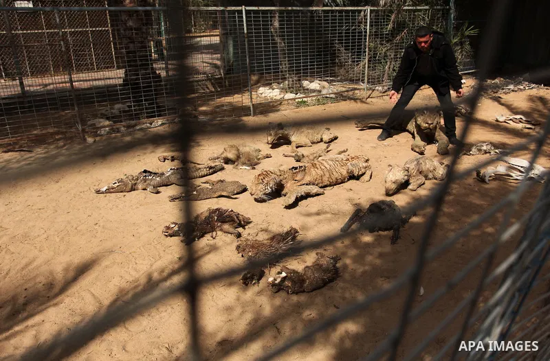 Palestinian Mohammad Oweida, a zoo owner, shows stuffed animals that died during the 2014 war, in Khan Younis in the southern Gaza Strip March 14, 2016. Photo by Ashraf Amra