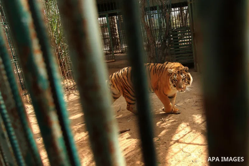 A tiger is seen inside an enclosure at a zoo, in Khan Younis in the southern Gaza Strip March 14, 2016. Photo by Ashraf Amra