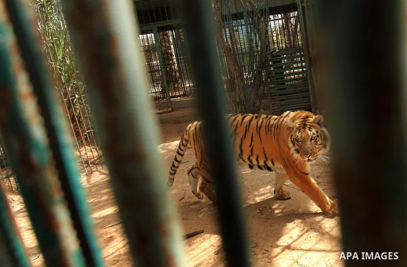 A tiger is seen inside an enclosure at a zoo, in Khan Younis in the southern Gaza Strip March 14, 2016. Photo by Ashraf Amra