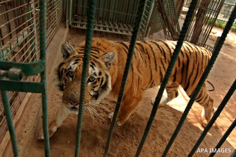 A tiger is seen inside an enclosure at a zoo, in Khan Younis in the southern Gaza Strip March 14, 2016. Photo by Ashraf Amra