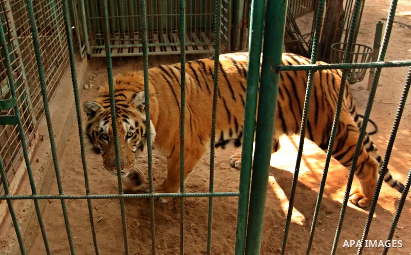 A tiger is seen inside an enclosure at a zoo, in Khan Younis in the southern Gaza Strip March 14, 2016. Photo by Ashraf Amra