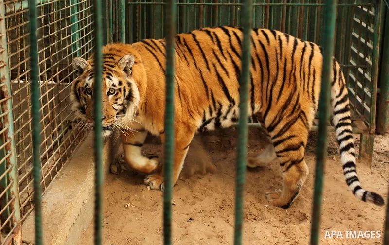 A tiger is seen inside an enclosure at a zoo, in Khan Younis in the southern Gaza Strip March 14, 2016. Photo by Ashraf Amra
