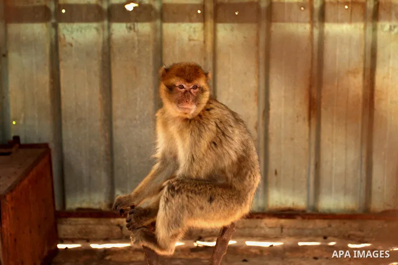 A monkey is seen inside an enclosure at a zoo, in Khan Younis in the southern Gaza Strip March 14, 2016. Photo by Ashraf Amra