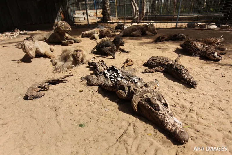 Stuffed animals, that died during the 2014 war, are on display at a zoo, in Khan Younis in the southern Gaza Strip March 14, 2016. Photo by Ashraf Amra