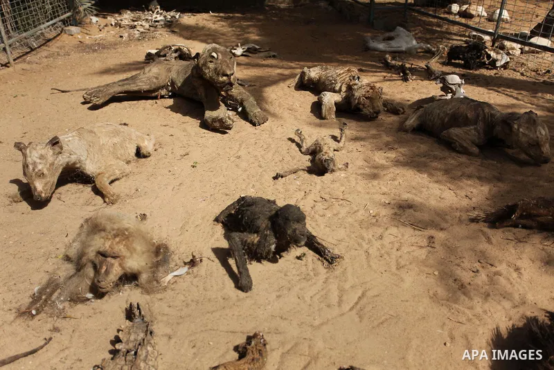 Stuffed animals, that died during the 2014 war, are on display at a zoo, in Khan Younis in the southern Gaza Strip March 14, 2016. Photo by Ashraf Amra
