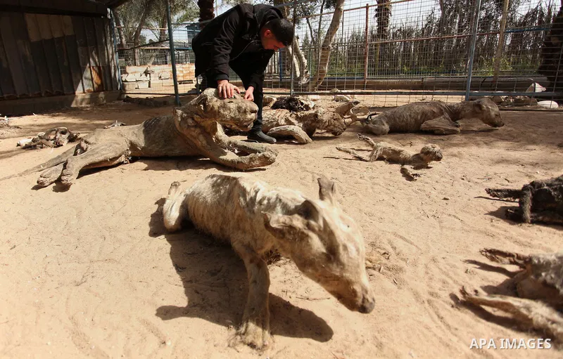 Palestinian Mohammad Oweida, a zoo owner, shows stuffed animals that died during the 2014 war, in Khan Younis in the southern Gaza Strip March 14, 2016. Photo by Ashraf Amra