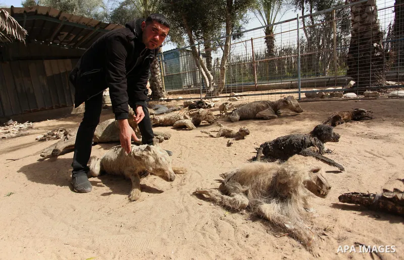 Palestinian Mohammad Oweida, a zoo owner, shows stuffed animals that died during the 2014 war, in Khan Younis in the southern Gaza Strip March 14, 2016. Photo by Ashraf Amra