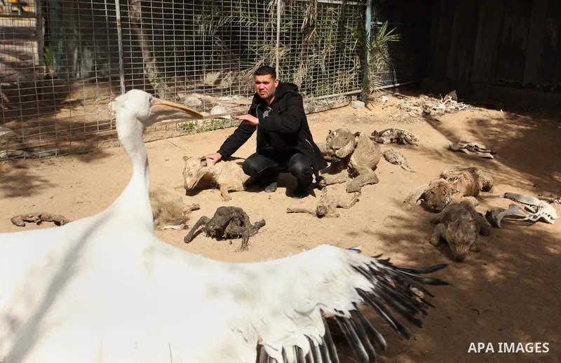 Palestinian Mohammad Oweida, a zoo owner, shows stuffed animals that died during the 2014 war, in Khan Younis in the southern Gaza Strip March 14, 2016. Photo by Ashraf Amra