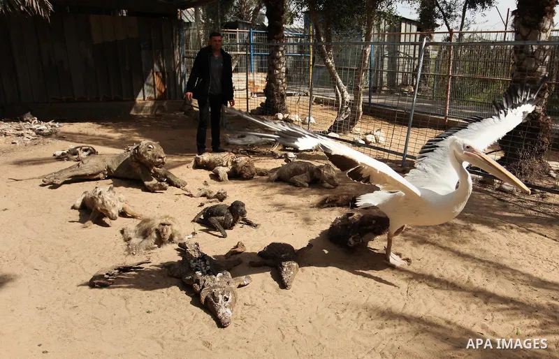 Palestinian Mohammad Oweida, a zoo owner, shows stuffed animals that died during the 2014 war, in Khan Younis in the southern Gaza Strip March 14, 2016. Photo by Ashraf Amra