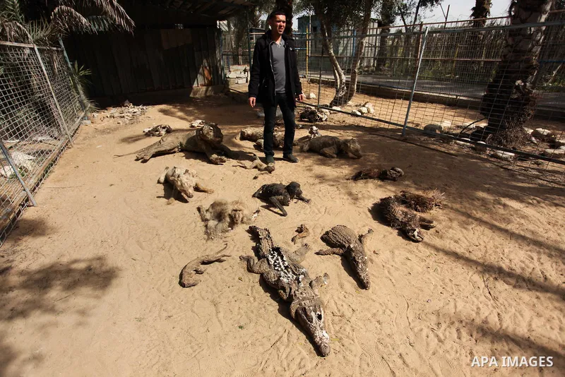 Palestinian Mohammad Oweida, a zoo owner, shows stuffed animals that died during the 2014 war, in Khan Younis in the southern Gaza Strip March 14, 2016. Photo by Ashraf Amra