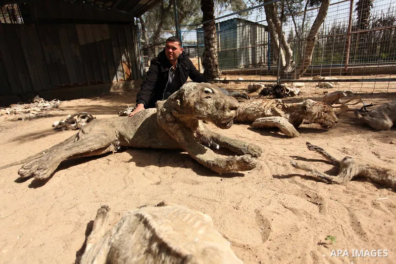Palestinian Mohammad Oweida, a zoo owner, shows stuffed animals that died during the 2014 war, in Khan Younis in the southern Gaza Strip March 14, 2016. Photo by Ashraf Amra