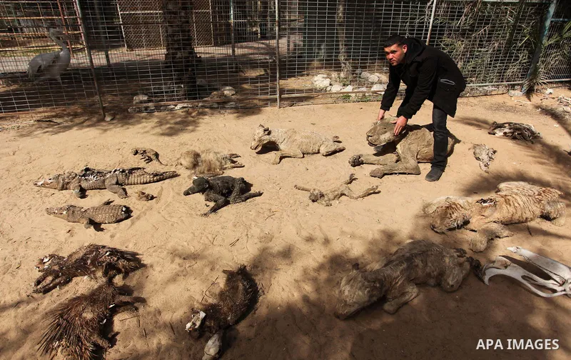 Palestinian Mohammad Oweida, a zoo owner, shows stuffed animals that died during the 2014 war, in Khan Younis in the southern Gaza Strip March 14, 2016. Photo by Ashraf Amra