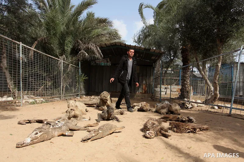 Palestinian Mohammad Oweida, a zoo owner, shows stuffed animals that died during the 2014 war, in Khan Younis in the southern Gaza Strip March 14, 2016. Photo by Ashraf Amra