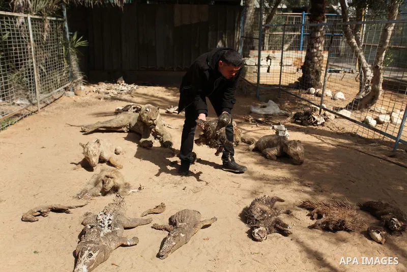 Palestinian Mohammad Oweida, a zoo owner, shows stuffed animals that died during the 2014 war, in Khan Younis in the southern Gaza Strip March 14, 2016. Photo by Ashraf Amra