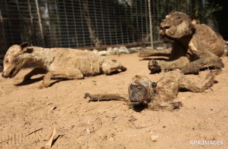 Stuffed animals, that died during the 2014 war, are on display at a zoo, in Khan Younis in the southern Gaza Strip March 14, 2016. Photo by Ashraf Amra