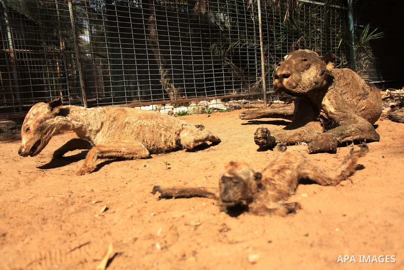 Stuffed animals, that died during the 2014 war, are on display at a zoo, in Khan Younis in the southern Gaza Strip March 14, 2016. Photo by Ashraf Amra