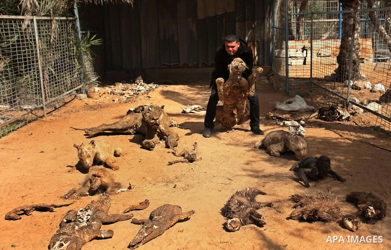 Palestinian Mohammad Oweida, a zoo owner, shows stuffed animals that died during the 2014 war, in Khan Younis in the southern Gaza Strip March 14, 2016. Photo by Ashraf Amra