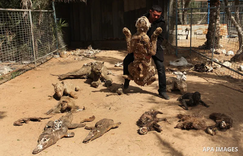 Palestinian Mohammad Oweida, a zoo owner, shows stuffed animals that died during the 2014 war, in Khan Younis in the southern Gaza Strip March 14, 2016. Photo by Ashraf Amra