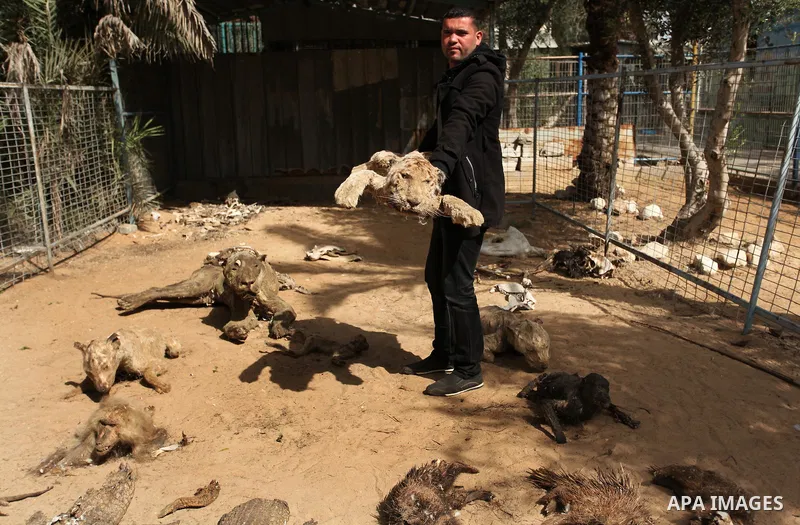 Palestinian Mohammad Oweida, a zoo owner, shows stuffed animals that died during the 2014 war, in Khan Younis in the southern Gaza Strip March 14, 2016. Photo by Ashraf Amra
