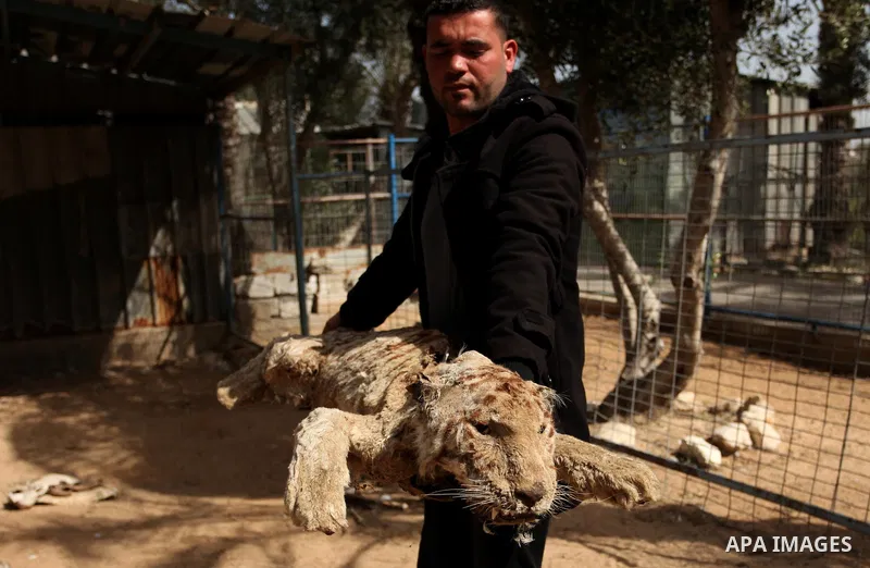 Palestinian Mohammad Oweida, a zoo owner, shows stuffed animals that died during the 2014 war, in Khan Younis in the southern Gaza Strip March 14, 2016. Photo by Ashraf Amra
