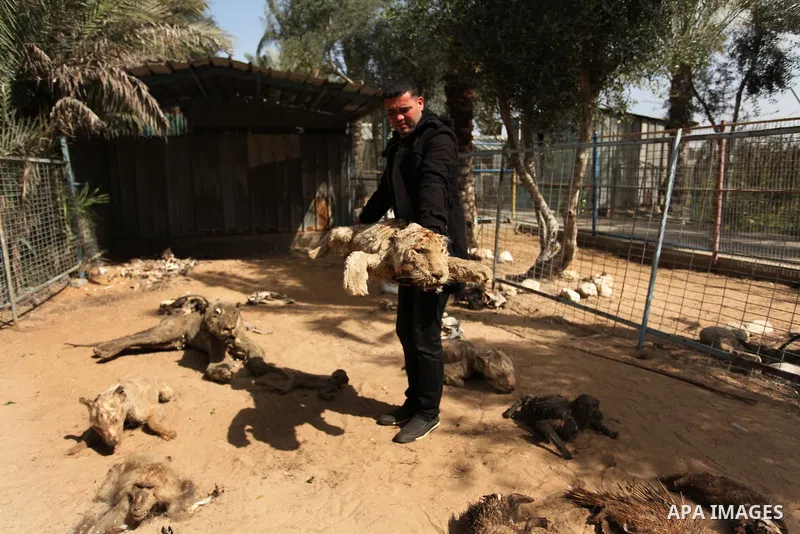 Palestinian Mohammad Oweida, a zoo owner, shows stuffed animals that died during the 2014 war, in Khan Younis in the southern Gaza Strip March 14, 2016. Photo by Ashraf Amra