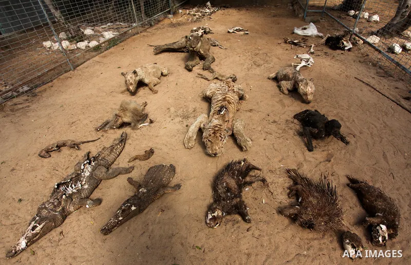 Stuffed animals, that died during the 2014 war, are on display at a zoo, in Khan Younis in the southern Gaza Strip March 14, 2016. Photo by Ashraf Amra