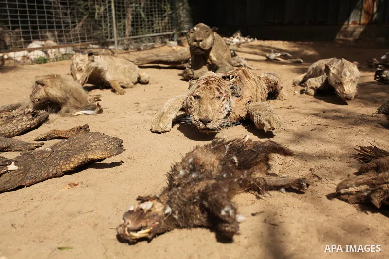 Stuffed animals, that died during the 2014 war, are on display at a zoo, in Khan Younis in the southern Gaza Strip March 14, 2016. Photo by Ashraf Amra