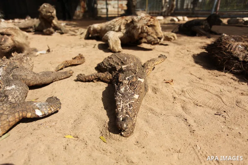 Stuffed animals, that died during the 2014 war, are on display at a zoo, in Khan Younis in the southern Gaza Strip March 14, 2016. Photo by Ashraf Amra