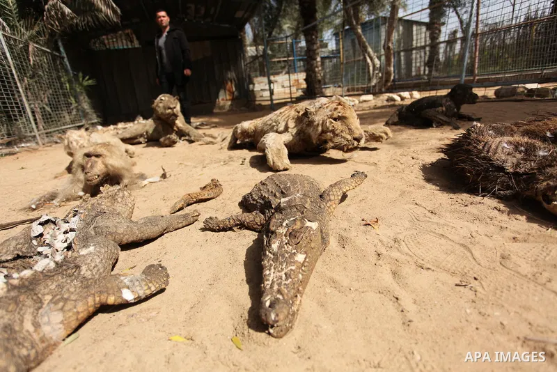 Palestinian Mohammad Oweida, a zoo owner, shows stuffed animals that died during the 2014 war, in Khan Younis in the southern Gaza Strip March 14, 2016. Photo by Ashraf Amra