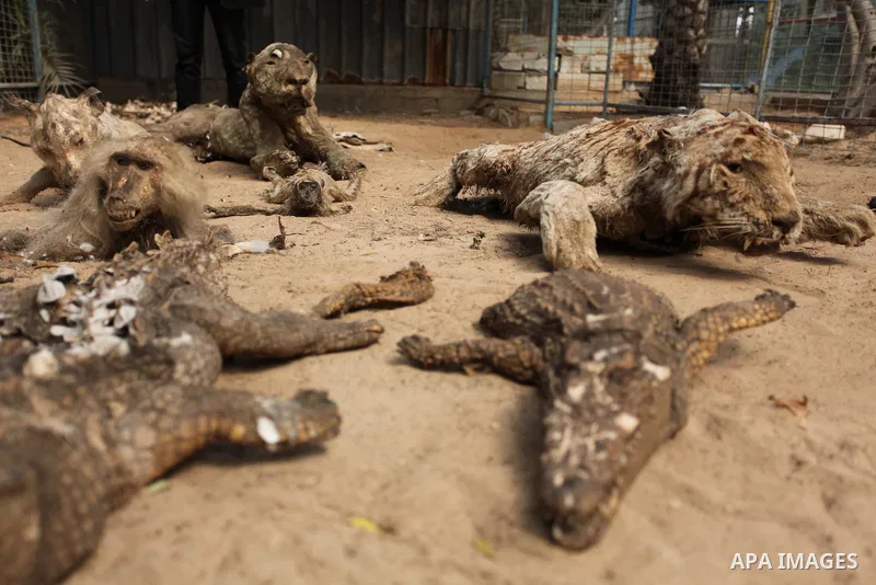 Stuffed animals, that died during the 2014 war, are on display at a zoo, in Khan Younis in the southern Gaza Strip March 14, 2016. Photo by Ashraf Amra
