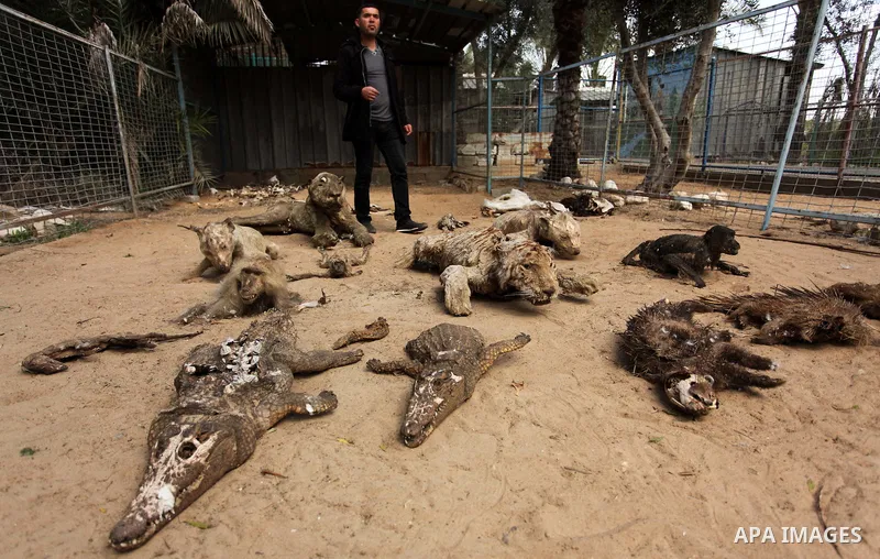 Palestinian Mohammad Oweida, a zoo owner, shows stuffed animals that died during the 2014 war, in Khan Younis in the southern Gaza Strip March 14, 2016. Photo by Ashraf Amra
