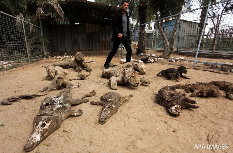 Palestinian Mohammad Oweida, a zoo owner, shows stuffed animals that died during the 2014 war, in Khan Younis in the southern Gaza Strip March 14, 2016. Photo by Ashraf Amra