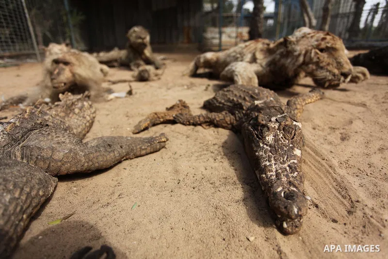 Stuffed animals, that died during the 2014 war, are on display at a zoo, in Khan Younis in the southern Gaza Strip March 14, 2016. Photo by Ashraf Amra