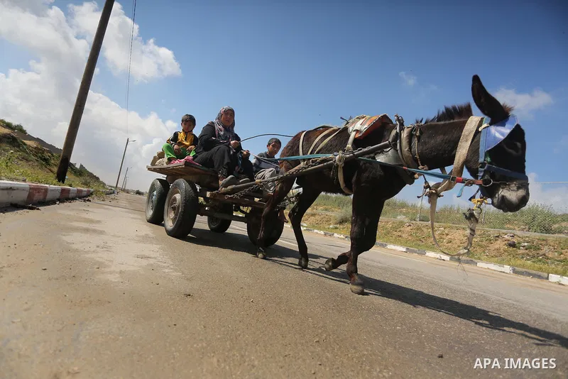 Palestinian woman Jihan Abu Muhsen rides her donkey-drawn cart as she collects bricks for sale from the sites of demolished buildings in Khan Younis in the southern Gaza Strip March 17, 2016. Abu Muhsen gathers bricks fr...