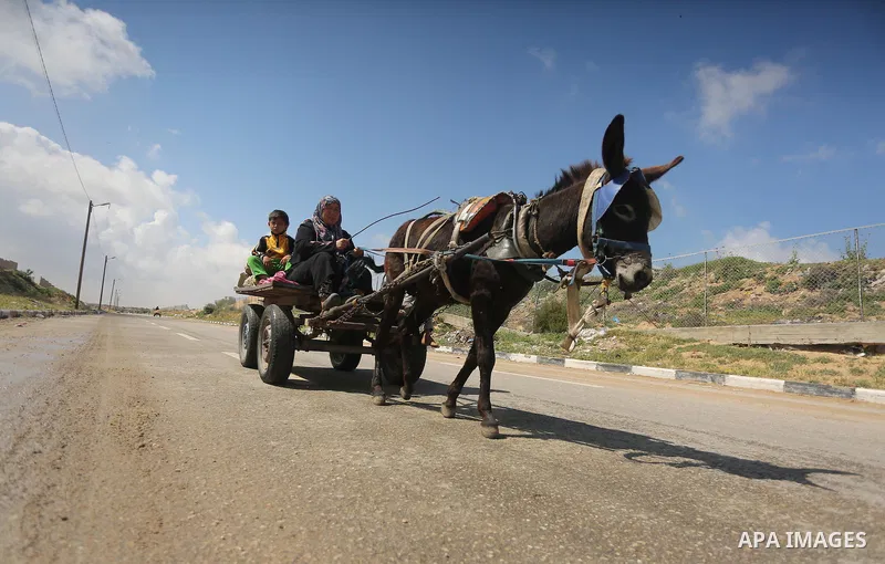Palestinian woman Jihan Abu Muhsen rides her donkey-drawn cart as she collects bricks for sale from the sites of demolished buildings in Khan Younis in the southern Gaza Strip March 17, 2016. Abu Muhsen gathers bricks fr...
