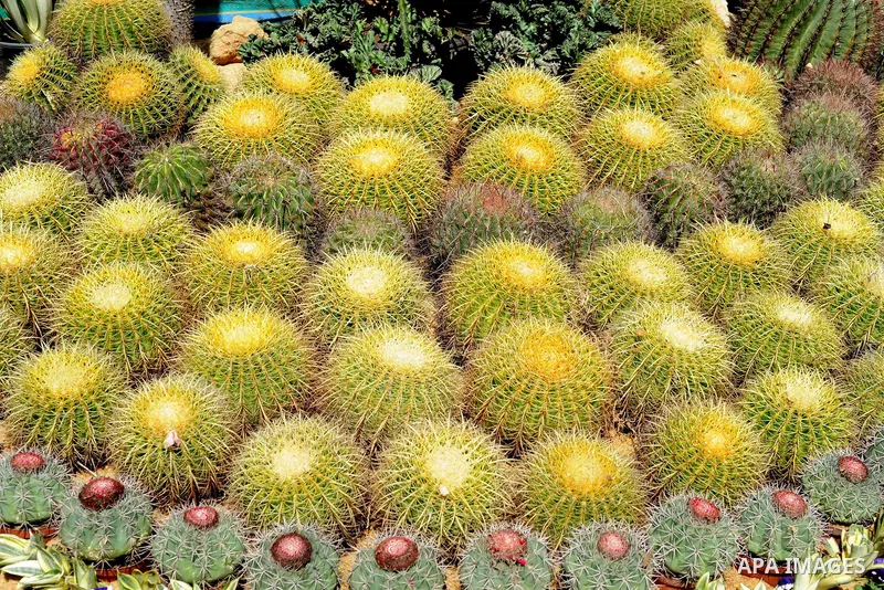 A general view shows the spring flower exhibition at Orman Botanical Garden in Giza, Egypt, on March 19, 2016. Photo by Amr Sayed
