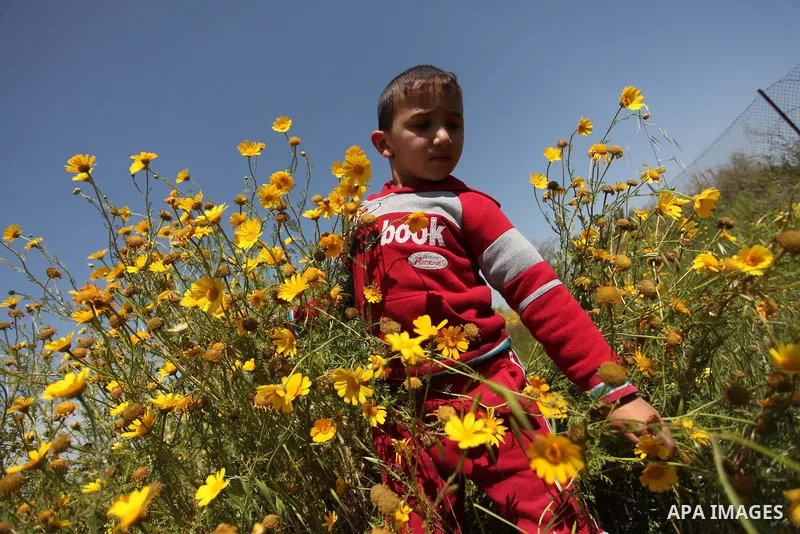 A Palestinian boy picks wild mustard flowers which grow in fields in the east of Gaza City, on March 23, 2016, as the official start of spring is marked by the by the Vernal Equinox. Photo by Ashraf Amra